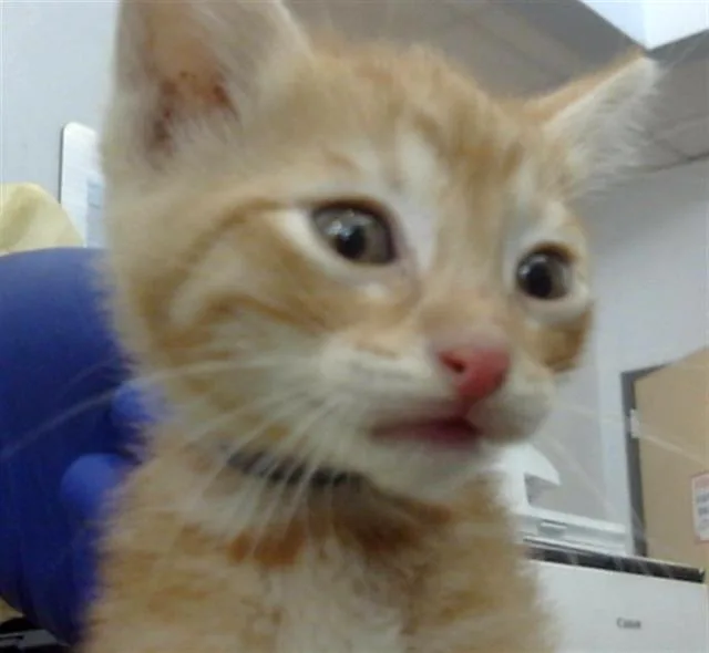 A baby medium-sized male Domestic Short Hair cat named Chad for adoption in Dallas, TX