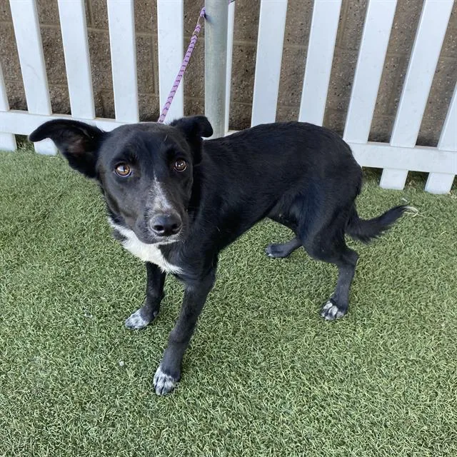 A young medium-sized female Border Collie dog named A for adoption in Modesto, CA