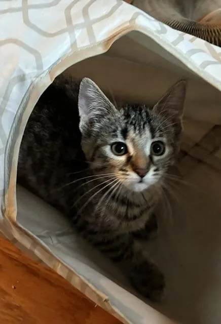 A baby small-sized female Seal Point Domestic Short Hair cat named Fern for adoption in Kenosha, WI