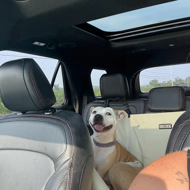 Lena & Choppo  thumbnail 5