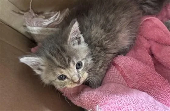 A baby small-sized female Domestic Short Hair cat named Princess Leia for adoption in Louisville, KY