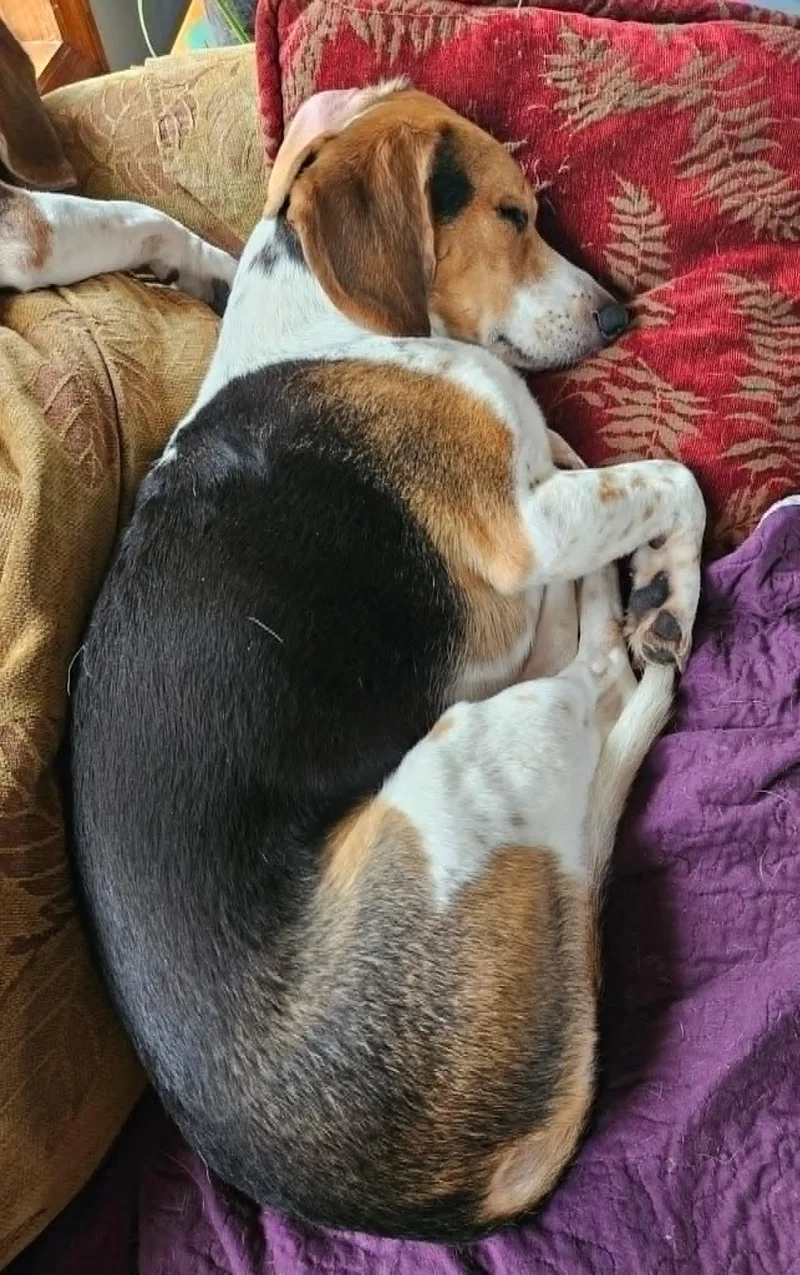 An adult medium-sized male Beagle dog named Petey for adoption in Knox, IN
