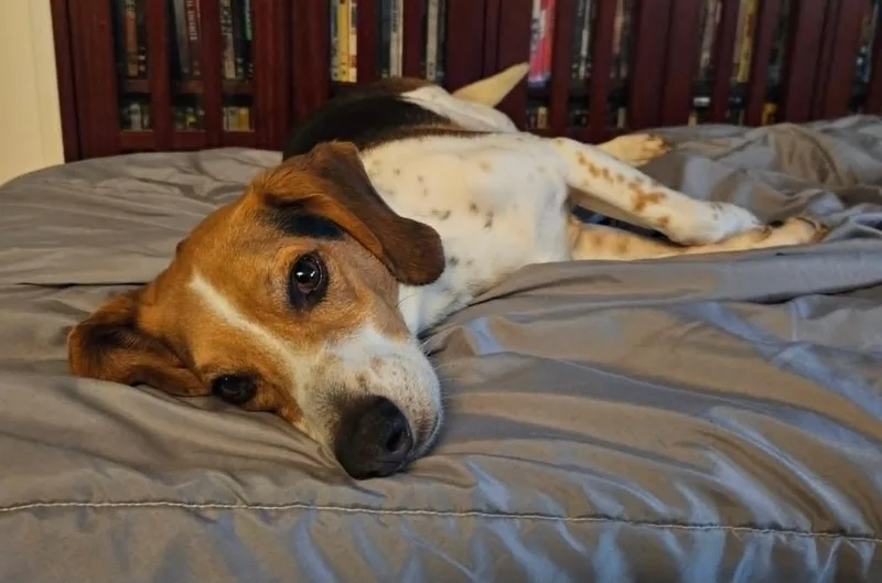 Petey thumbnail 5