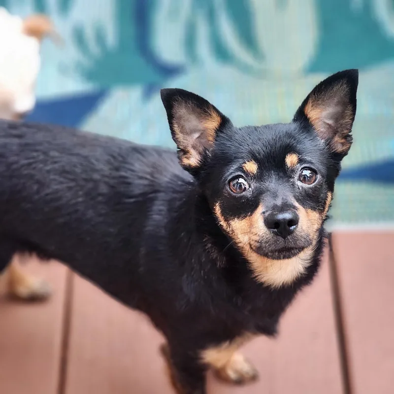 A young small-sized female Chihuahua dog named Maisey for adoption in Cumming, GA