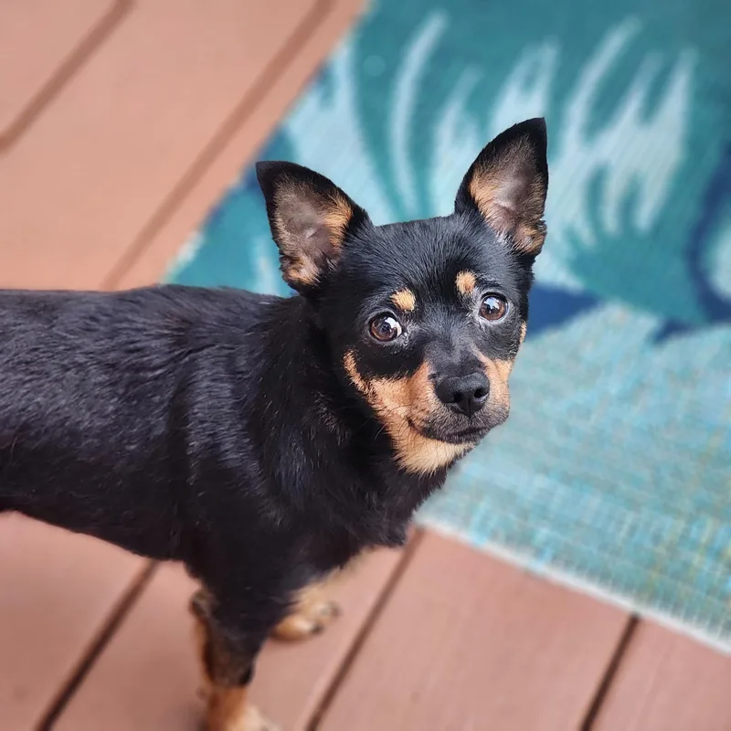 Maisey thumbnail 3