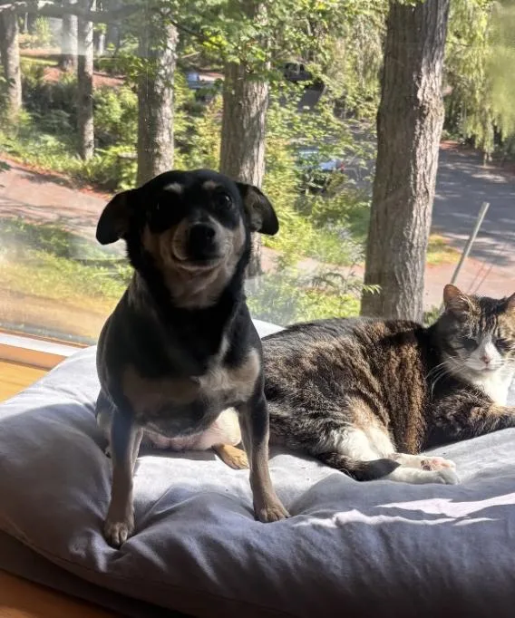 An adult small-sized female Chihuahua dog named Winnie for adoption in Seattle, WA