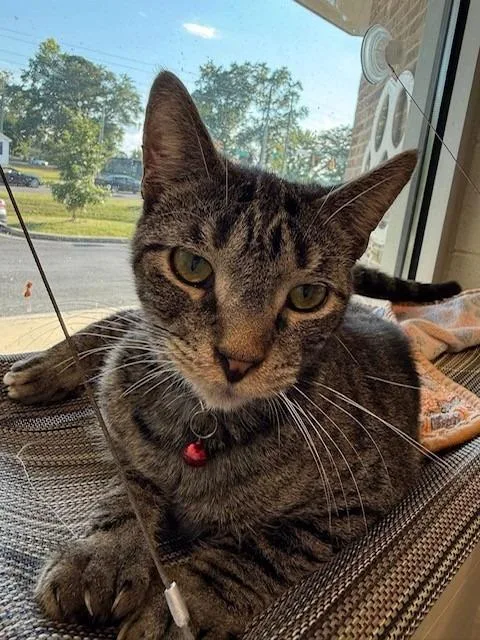 A young small-sized male Domestic Short Hair cat named Marvin for adoption in Dalton, GA