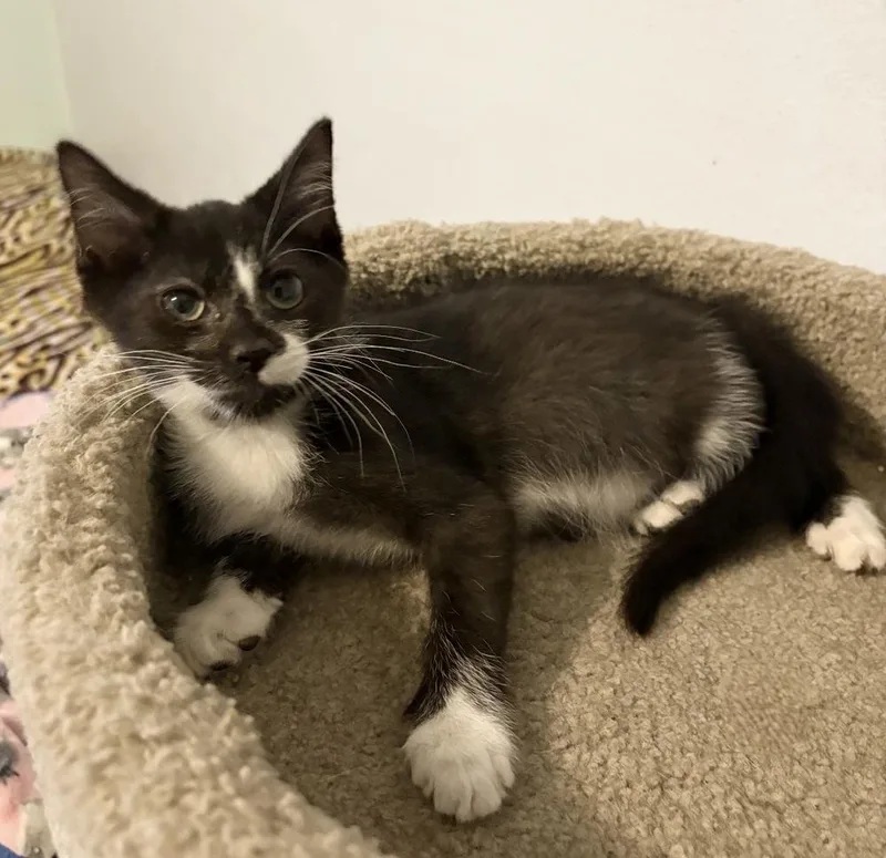 A baby small-sized male Domestic Short Hair cat named Charlie for adoption in Rochester, IN