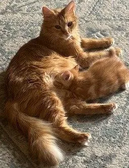A young medium-sized female Domestic Long Hair cat named Daisy for adoption in Battle Ground, WA