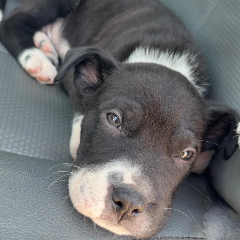 A baby small-sized male Black Pit Bull Terrier dog named Snorlax for adoption in Galveston, TX