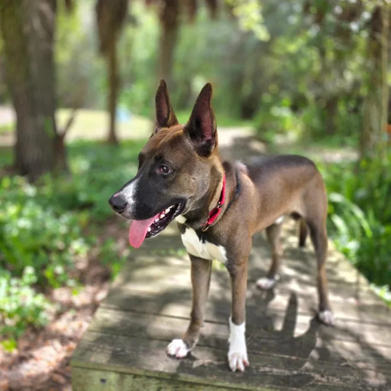 An adult large-sized male Brown / Chocolate Shepherd dog named Dojo for adoption in Port Charlotte, FL