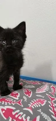 An adult small-sized male Domestic Short Hair cat named Stimpy for adoption in Berwick, PA