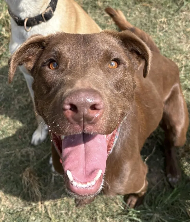 An adult medium-sized male Brown / Chocolate Chocolate Labrador Retriever dog named Dougie for adoption in Calera, AL