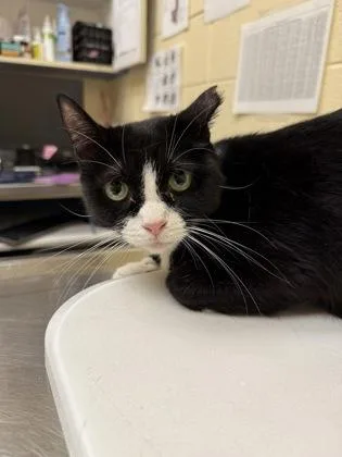 An adult medium-sized female Domestic Short Hair cat named Oreo for adoption in Westland, MI