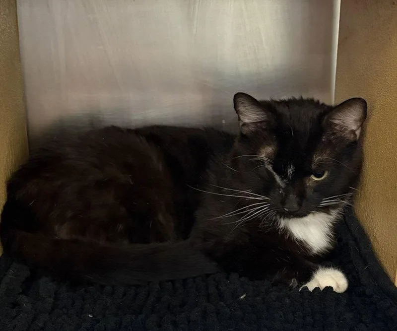 A baby medium-sized male Domestic Short Hair cat named Beethoven for adoption in Island Lake, IL