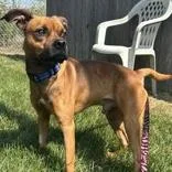 An adult medium-sized male Brown / Chocolate Pit Bull Terrier dog named Debo for adoption in Hilliard, OH