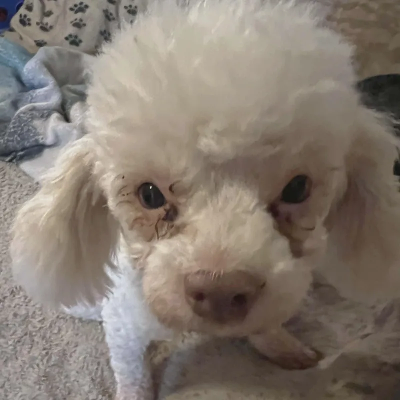 Jerome Aka Pinecone thumbnail 3