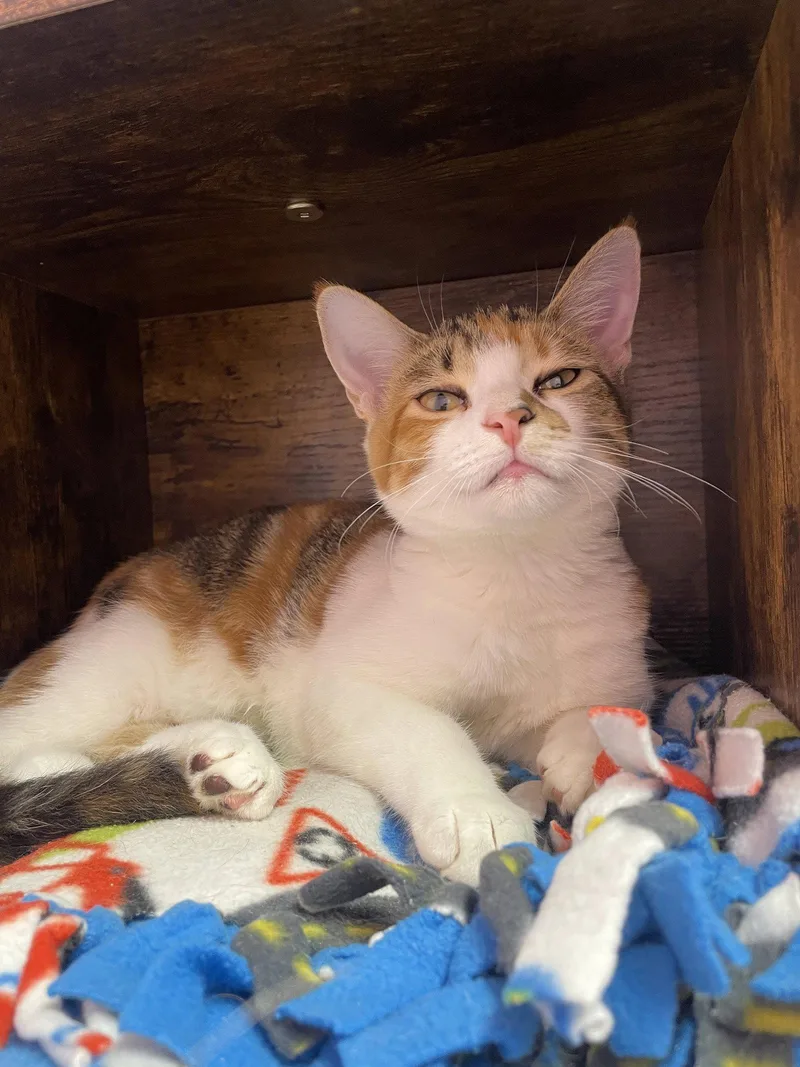 A baby medium-sized female Domestic Short Hair cat named Hadley for adoption in Champaign, IL