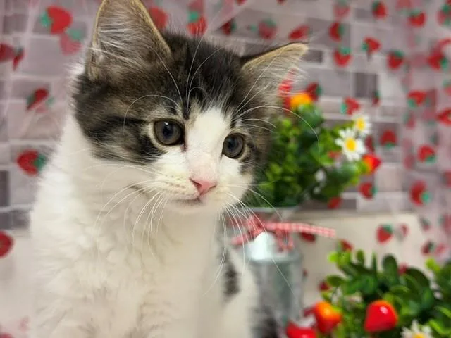 A baby small-sized male Domestic Short Hair cat named Brownie for adoption in Fairfield, CA