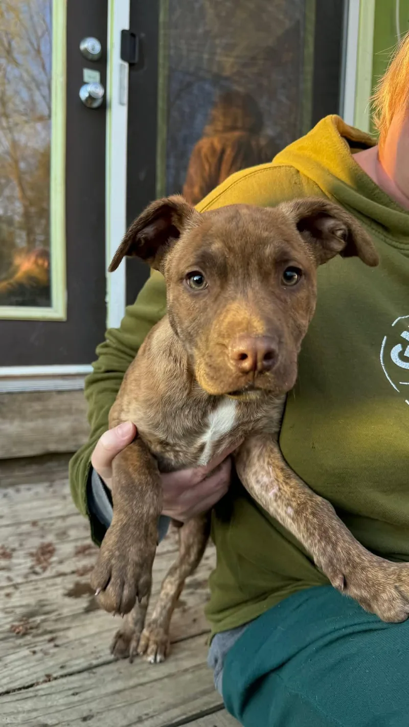A baby large-sized male Brindle Labrador Retriever dog named Tornado for adoption in Kalamazoo, MI
