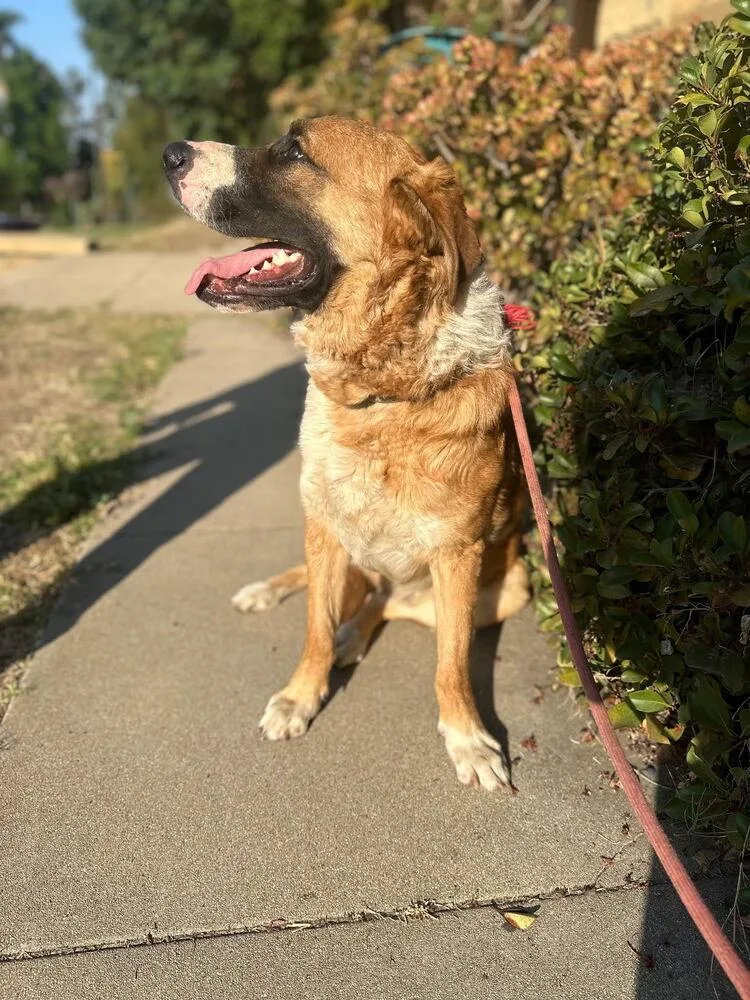 A young medium-sized male White / Cream Shepherd dog named Beethoven for adoption in Lancaster, CA
