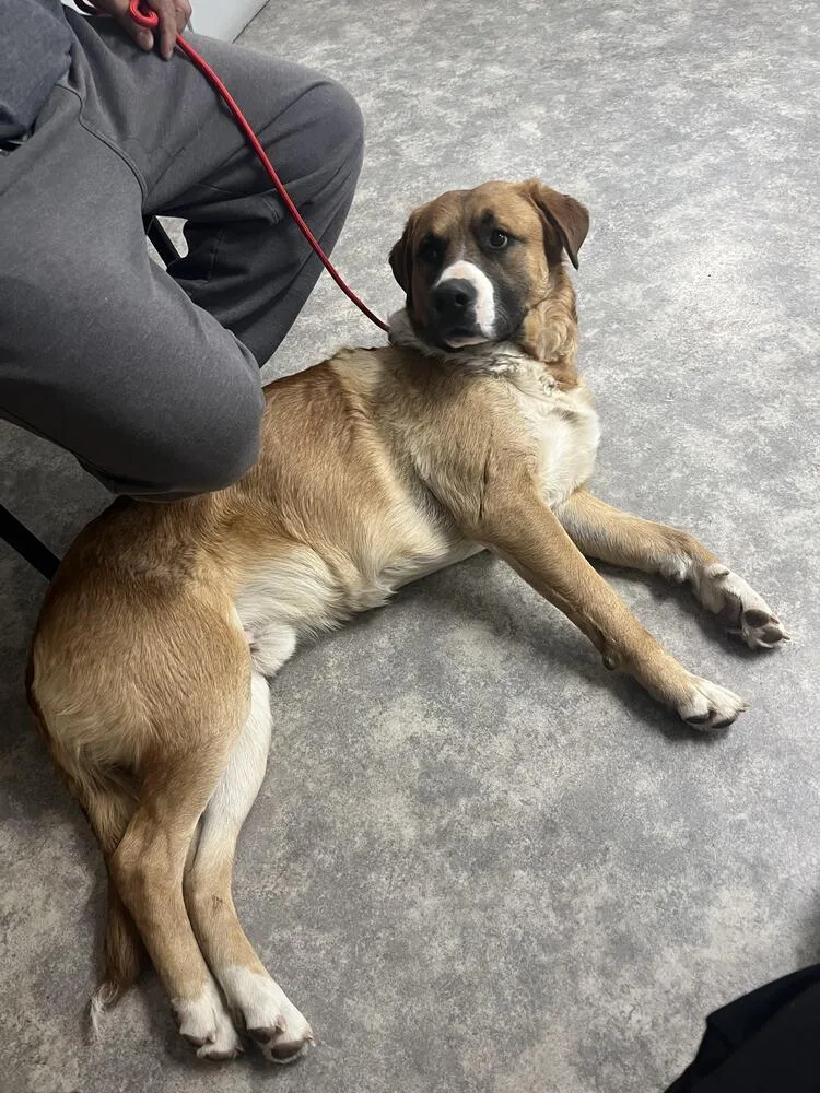 Beethoven thumbnail 2