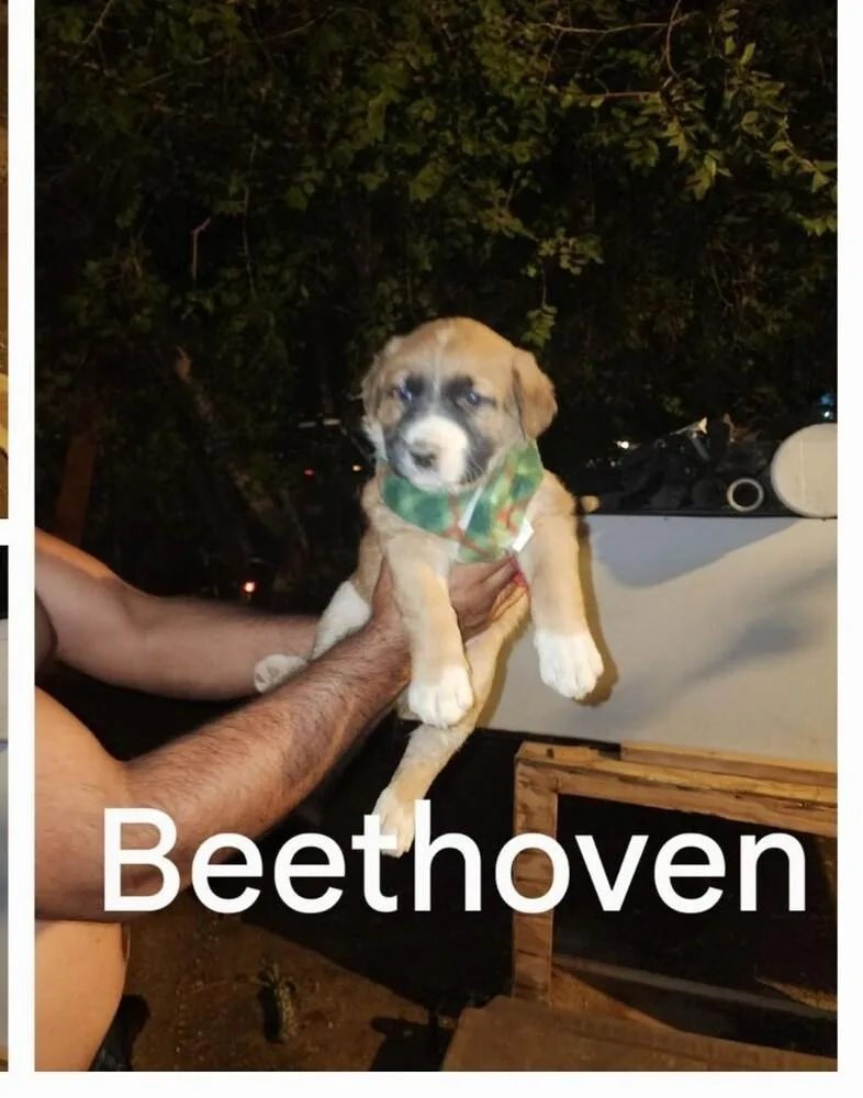Beethoven thumbnail 4