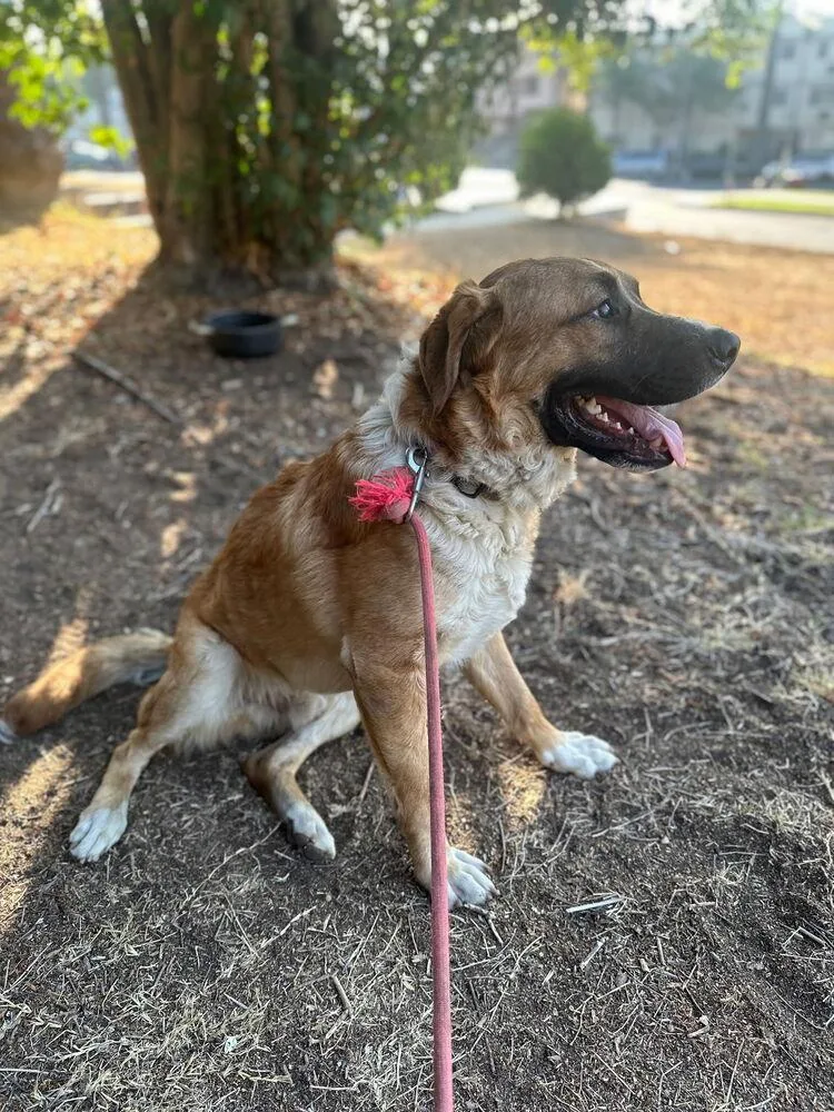 Beethoven thumbnail 5