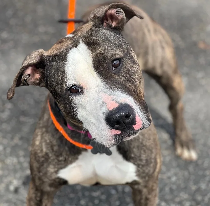 A young medium-sized female American Staffordshire Terrier dog named Cleo for adoption in Cranford, NJ