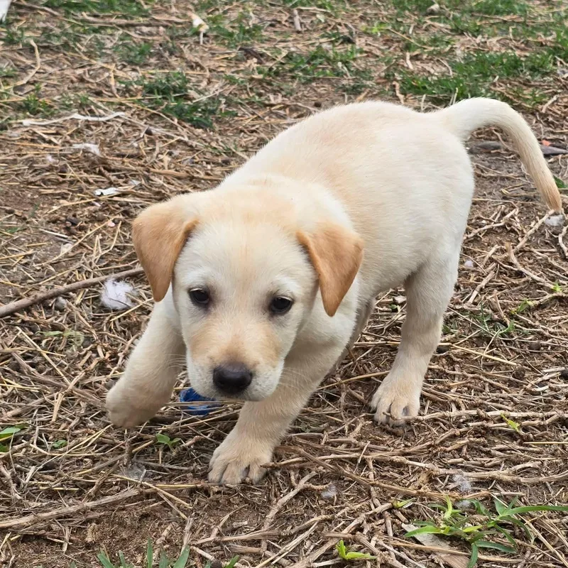 A baby medium-sized male Labrador Retriever dog named Pepe for adoption in PLAINFIELD, CT
