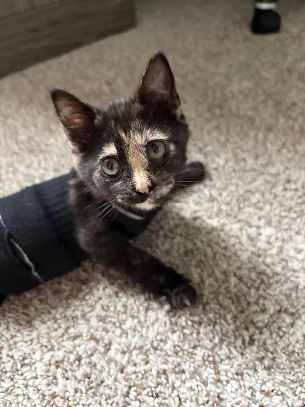 A young medium-sized female Domestic Short Hair cat named Nina for adoption in Anna, TX