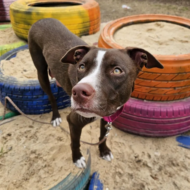 Sandy Seashore thumbnail 3