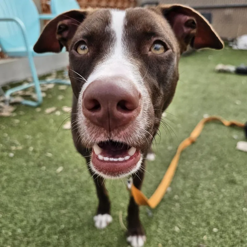 Sandy Seashore thumbnail 4