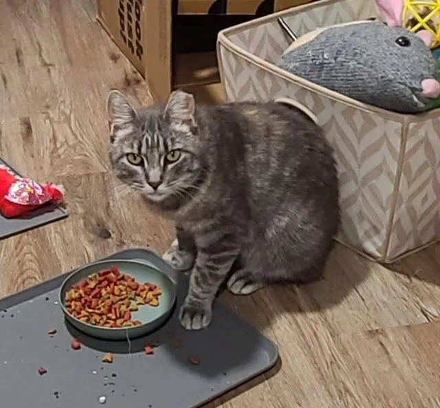 A young medium-sized female Domestic Short Hair cat named Blanche for adoption in Pawtucket, RI