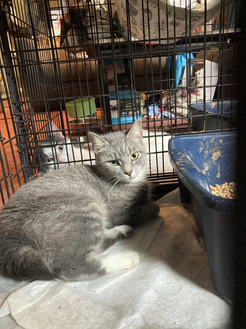 An adult small-sized female Domestic Short Hair cat named Athie for adoption in Chatham, VA