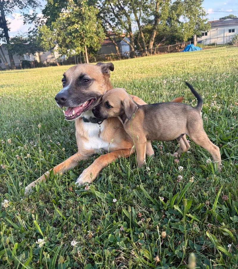A baby medium-sized male Hound dog named Gus for adoption in Plain City, OH