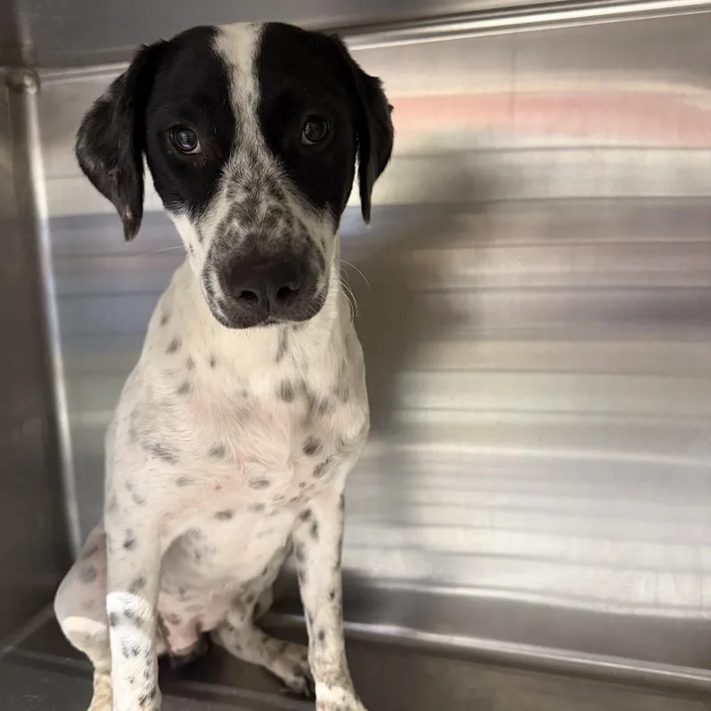 An adult medium-sized female Black Mixed Breed dog named Chloe for adoption in Pauls Valley, OK
