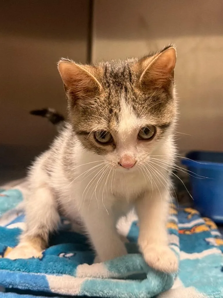 A baby small-sized female Domestic Short Hair cat named Teal for adoption in Ocala, FL