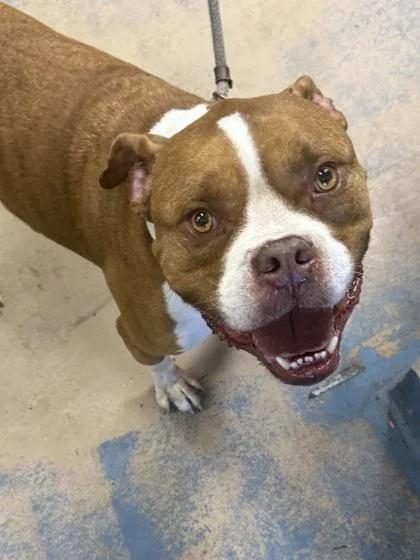 An adult large-sized male Red / Chestnut / Orange Pit Bull Terrier dog named Gus Gus for adoption in Inverness, FL