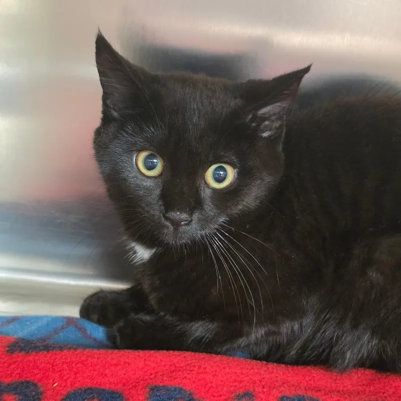 A baby small-sized male Black Domestic Short Hair cat named Conke for adoption in Newark, NJ