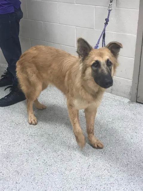 A young medium-sized female German Shepherd Dog dog named A for adoption in Conroe, TX