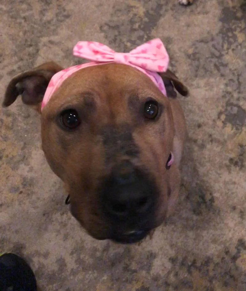 Sunbury   Penelope thumbnail 3