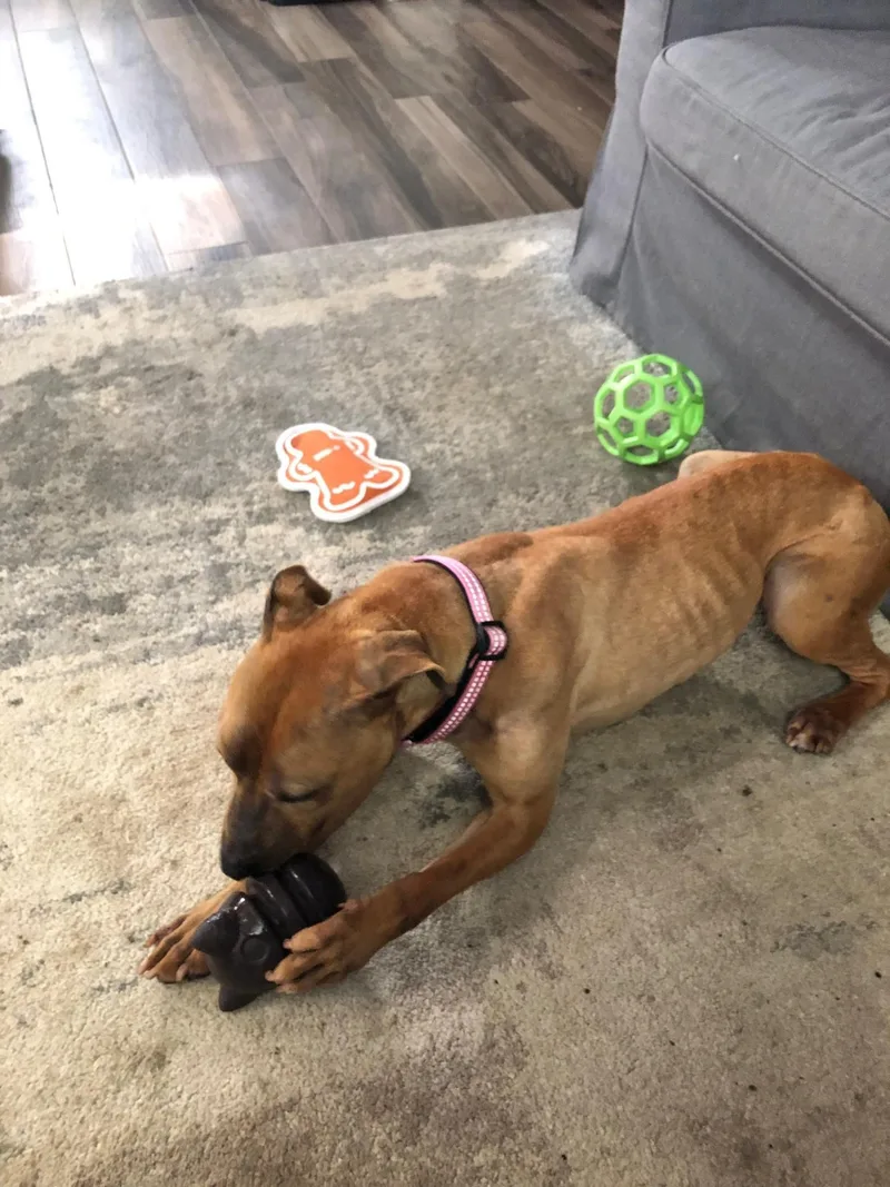 Sunbury   Penelope thumbnail 4