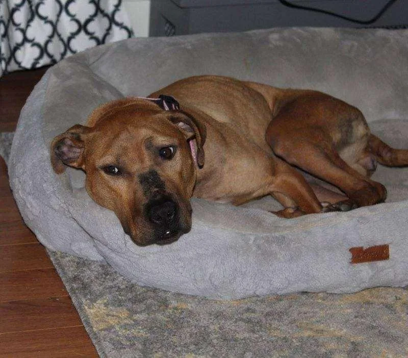 Sunbury   Penelope thumbnail 5