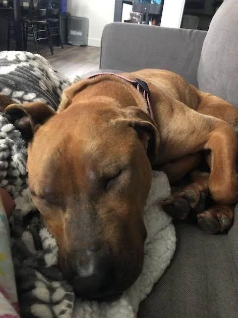 Sunbury   Penelope thumbnail 6