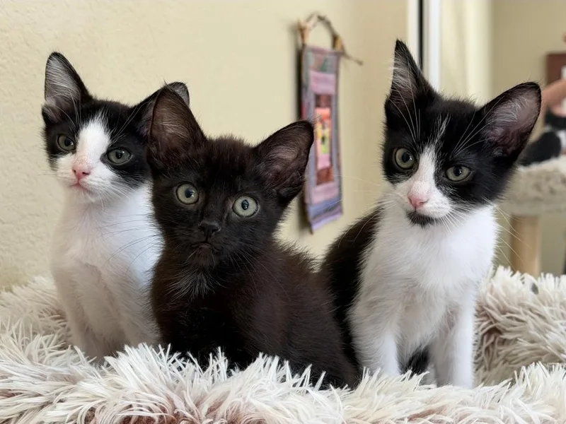 A young medium-sized male Black & White / Tuxedo Domestic Short Hair cat named Clover for adoption in Mission Viejo, CA