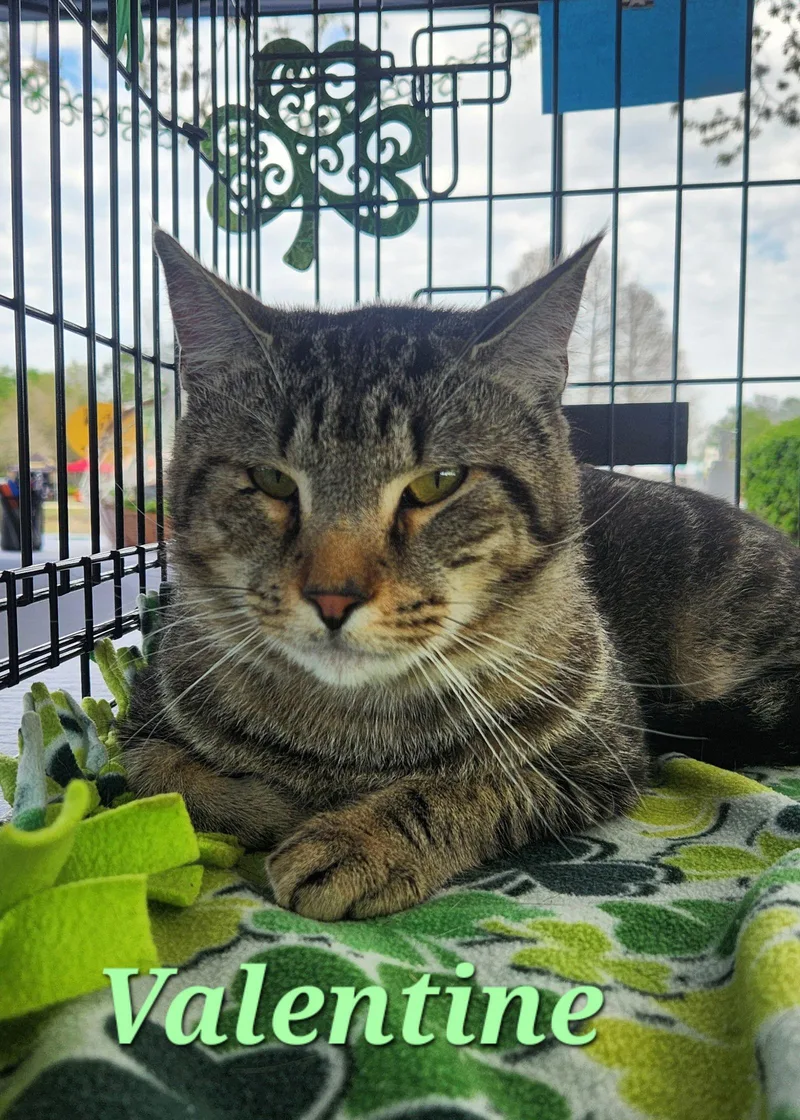 Valentine thumbnail 2