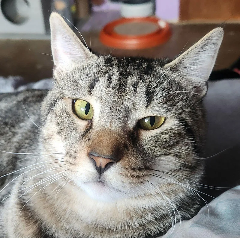 Valentine thumbnail 3