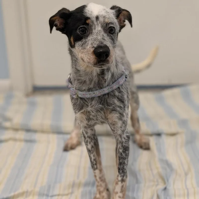 A baby small-sized female White / Cream Mixed Breed dog named Zellie for adoption in Winchester, TN