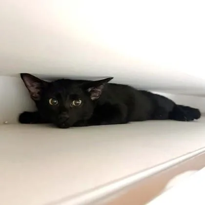 A baby medium-sized male Domestic Short Hair cat named Zakat for adoption in Washington, DC